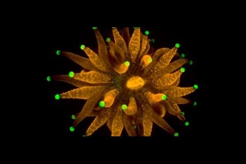 A hyper-fluorescent juvenile Montastrea cavernosa rescued from Government Cut